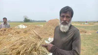 বৈশাখের রোদে ধানমাড়াইয়ে ব্যস্ত কৃষক আলী আকবর