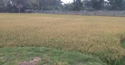 খুলনায় বোরো ধান কাটা শুরু, প্রাকৃতিক দুর্যোগের শঙ্কায় কৃষক