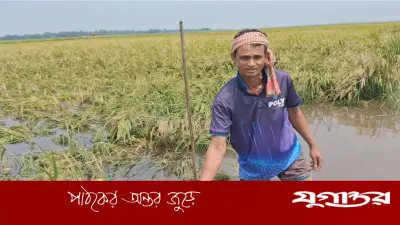 অকালবন্যার শঙ্কায় হাওড়ে দ্রুত ধান কাটতে মাইকিং