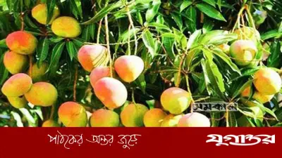 সাতক্ষীরায় আম বাজারজাত ক্যালেন্ডার ঘোষণা, ৫ মে থেকে শুরু