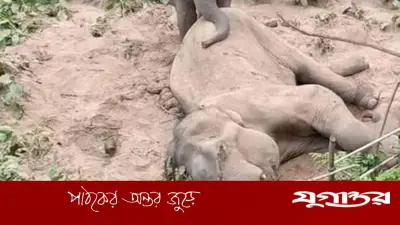 লংগদুতে মৃত হাতির দেহ থেকে দাঁত-শুঁড় কেটে নিল দুর্বৃত্ত