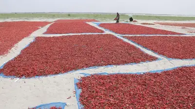 যমুনার চরে মরিচ চাষে ব্যস্ত কৃষক, শুকনা মরিচের দাম ৮-১২ হাজার টাকা মণ