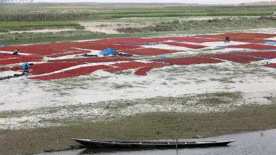 যমুনার চরে মরিচ চাষে ব্যস্ত কৃষক