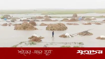 নবীগঞ্জে অতিবৃষ্টিতে হাওরে তলিয়ে গেছে পাকা বোরো ফসল