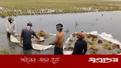 জগন্নাথপুরের হাওড়ে পাকা ধান তলিয়ে কৃষকদের হাহাকার