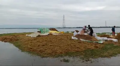 সুনামগঞ্জে পানি বাড়ায় হাওরের ধান তলিয়ে যাচ্ছে, কৃষকেরা দিশাহারা