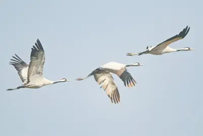 বড় হাওরে তিনটি পাতিসারসের দেখা মিলেছে