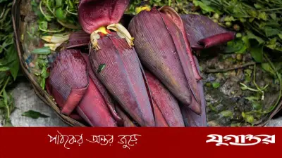 কলার মোচার অসাধারণ স্বাস্থ্যগুণ: পুষ্টি ও রান্নার নানা ব্যবহার