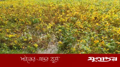 রায়পুরে ১৬০ মিমি বৃষ্টি, মেঘনা চরের ফসল ডুবে কৃষকের হাহাকার