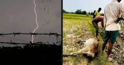 বজ্রপাতে পটুয়াখালীতে ৩৫ গরুর মৃত্যু, কৃষকদের স্বপ্ন ভঙ্গ