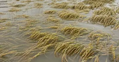 নেত্রকোনায় টানা বর্ষণে ৩ হাজার কৃষকের ফসল নষ্ট, ৩৭৫ হেক্টর জমি তলিয়ে গেছে