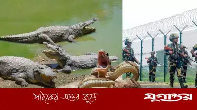 বাংলাদেশ সীমান্তে বিষধর সাপ ও কুমির মোতায়েনের পরিকল্পনা ভারতের