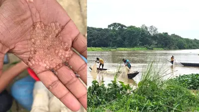 হালদায় ডিম ছাড়ল দেশীয় কার্প, জাটকা নিধনে অভিযান: ৩ জেলের দণ্ড