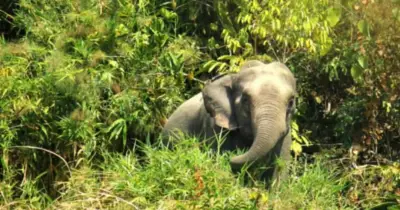 রামুতে বন্য হাতির আক্রমণে মা-মেয়ের মৃত্যু