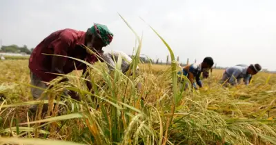 সুনামগঞ্জে বন্যা: বোরো ধানের ২০০ কোটি টাকার ক্ষতি