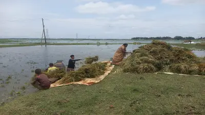 চার দিন পর সুনামগঞ্জের হাওরে রোদ, ধান কাটায় ব্যস্ত কৃষক