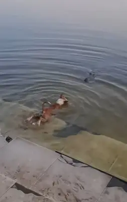 বাগেরহাটে কুমিরের মুখে কুকুর: প্রশাসনের তদন্ত, প্রতিমন্ত্রীর উদ্বেগ