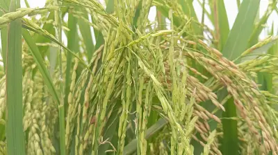 বিএডিসির ব্রি ধান-৮৮ বীজে মিশ্রণে কিশোরগঞ্জের হাওরে কৃষকদের শঙ্কা