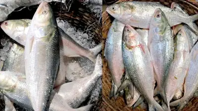 বাজারে ইলিশের দামে ক্রেতাদের ক্ষোভ, কৃষক কার্ডে নতুন সুবিধা ও অন্যান্য গুরুত্বপূর্ণ খবর