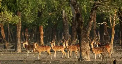 সুন্দরবনে হরিণ শিকার অব্যাহত, বাড়ছে জনসংখ্যা সত্ত্বেও হুমকিতে বন্যপ্রাণী