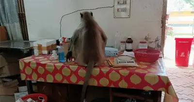 ঝিকরগাছায় আহত হনুমানের চিকিৎসা নেওয়ার সিনেমার মতো ঘটনা