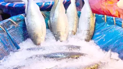 বৈশাখে ইলিশের দাম আকাশছোঁয়া, অস্ট্রেলিয়ার প্রথম নারী সেনাপ্রধান নিয়োগ