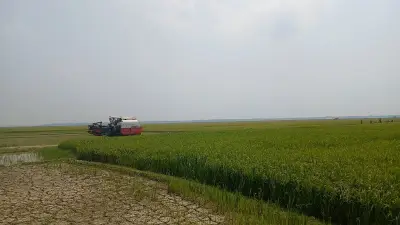 নেত্রকোনার হাওরে বোরো ধান কাটা শুরু, প্রশাসনের বিশেষ উদ্যোগে জ্বালানি তেল সহজলভ্য