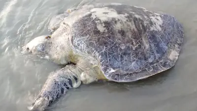 কুয়াকাটায় মৃত কচ্ছপ, অনলাইন ক্লাস চালু, মাছ ধরা নিষেধাজ্ঞা ও আন্তর্জাতিক আলোচনা