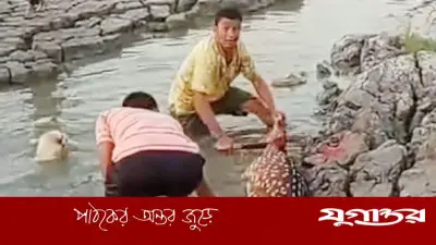 মীরসরাইয়ে মায়াবি হরিণ নিধনের ভিডিও ভাইরাল, বন বিভাগের অভিযান চলছে