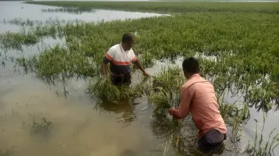হাওরে অস্থায়ী বাঁধের ফাঁদে কৃষক: জলাবদ্ধতায় ডুবছে ফসল, বাড়ছে সংকট