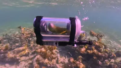 টিয়াপাখি বেবে: সাবমেরিনে আটলান্টিকের তলদেশ ভ্রমণ করে ইতিহাস সৃষ্টি