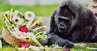 বার্লিন চিড়িয়াখানায় বিশ্বের সবচেয়ে বয়স্ক গরিলা ফাতুর ৬৯তম জন্মদিন উদযাপন