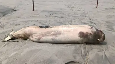 কুয়াকাটায় মৃত ডলফিন, নাটোরে যুবদল নেতার হামলা, রাজধানীতে ট্রাফিক মামলা ও স্কুলে আটকে পড়া ছাত্রী