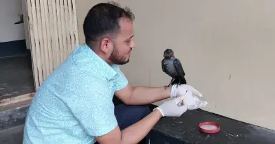 বাঁশখালীতে পক্সে আক্রান্ত কাকের পশু হাসপাতালে চিকিৎসা নেওয়ার বিরল ঘটনা