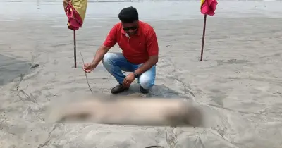 কুয়াকাটায় মৃত ডলফিন ভেসে আসা: পরিবেশগত হুমকির অশনিসংকেত