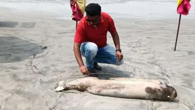 বিবিসির ২ হাজার কর্মী ছাঁটাই, দেশি গণমাধ্যমে ২১ হাজার! মেসি মামলা ও ডলফিন মৃত্যু