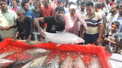 গাংনগর মাছের মেলায় ২০০ বছরের ঐতিহ্য, ১৫-২০ কেজি ওজনের মাছের সমাহার