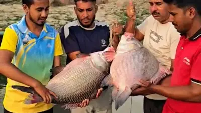 প্রথম আলোর ভিডিও প্রতিবেদন: বাংলাদেশের সাম্প্রতিক ঘটনা ও বিশ্লেষণ