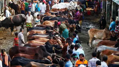 রাজধানীতে ২৬টি কোরবানির হাট বসবে, পুকুরে ডুবে শিশুর মৃত্যু, ভুয়া চিকিৎসকের কারাদণ্ড