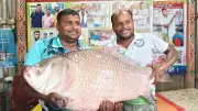 রাজবাড়ীর পদ্মায় ৩০ কেজি কাতলা মাছ ধরা পড়ে, বিক্রি ৬৮ হাজার টাকায়
