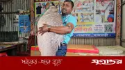 পদ্মার রুই-কাতল মাছ ১ লাখ ১১ হাজার টাকায় বিক্রি, কিনলেন দুই প্রবাসী