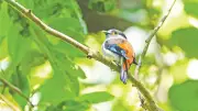 মৌলভীবাজারে বিরল চাঁদিয়াল পাখির সন্ধান: পাখি বিশেষজ্ঞদের অভিযানের বিস্তারিত বিবরণ