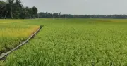 সরকার ১৮ লাখ টন বোরো ধান ও চাল কিনবে