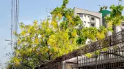 প্রকৃতির রূপে বৈশাখ: নাগরিক সংবাদের আলোকচিত্রে বাংলাদেশের সকাল