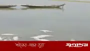 নেত্রকোনার হাওড়ে বিষ প্রয়োগে কোটি টাকার মাছ নিধন, জীববৈচিত্র্য হুমকিতে