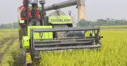 সুনামগঞ্জে বোরো ধান কাটতে কৃষকদের দুর্ভোগ: জ্বালানি সংকট ও জলাবদ্ধতা