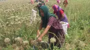ফরিদপুরের মাঠে পেঁয়াজ বীজ সংগ্রহ ও প্রক্রিয়াকরণে ব্যস্ত কৃষক-কৃষাণীরা