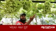 ৩০ টাকায় স্বপ্ন শুরু, এখন আঙুর চাষে লাখ টাকা আয় তরুণ উদ্যোক্তার
