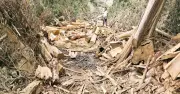 বান্দরবানে বন উজাড় ও কাঠ পাচার: পরিবেশ বিপর্যয়ের শিকার দুর্গম এলাকা
