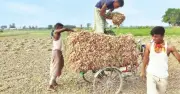 পাবনার বেড়ায় পেঁয়াজের ফলন ভালো হলেও দামে হতাশ চাষিরা
